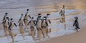 152 Boulders Beach, Zuid-Afrika
